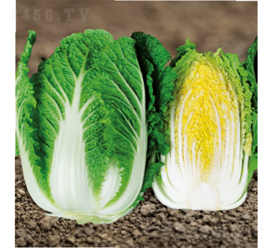 ����60-�ײ˷N��-�����N�I(y��)