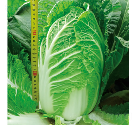 ����55-�ײ˷N��-�����N�I(y��)