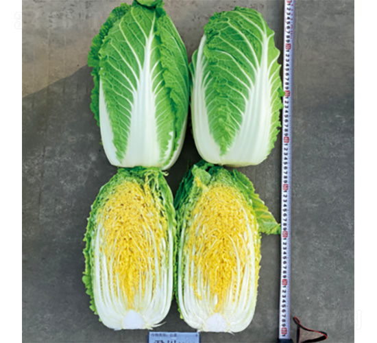 �����\�C-�ײ˷N��-�����N�I(y��)