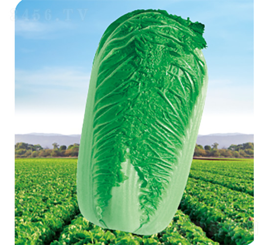 CR����3̖(h��o)-�ײ˷N��-�����N�I(y��)