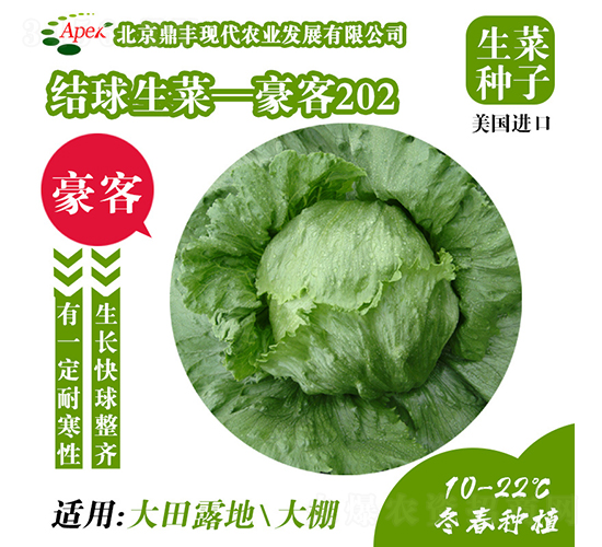 豪客202-生菜種子-鼎豐農(nóng)業(yè)