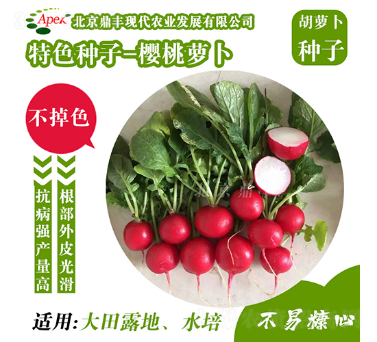 櫻桃蘿卜-胡蘿卜種子-鼎豐農(nóng)業(yè)