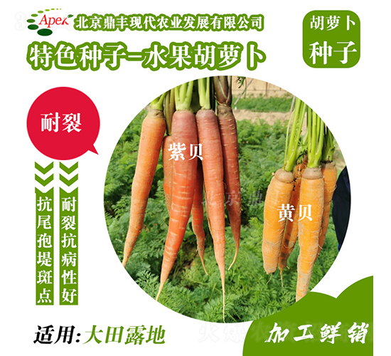水果胡蘿卜-胡蘿卜種子-鼎豐農業(yè)