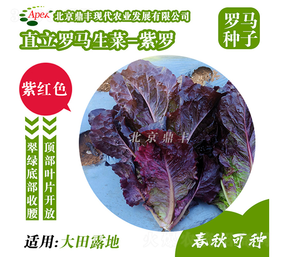 紫羅-生菜種子-鼎豐農業(yè)