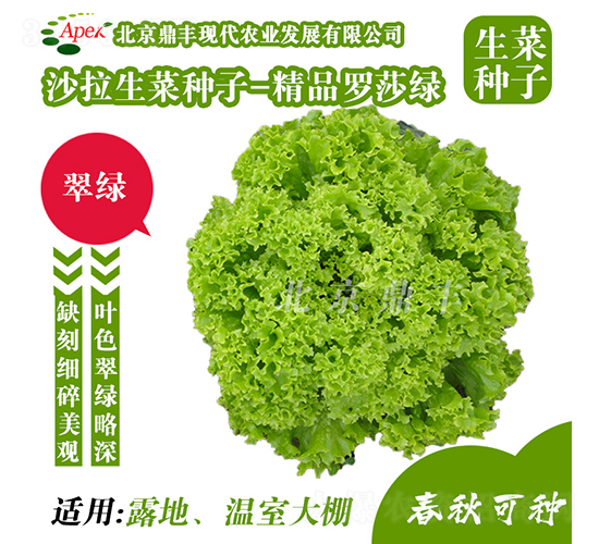精品羅莎綠-生菜種子-鼎豐農(nóng)業(yè)