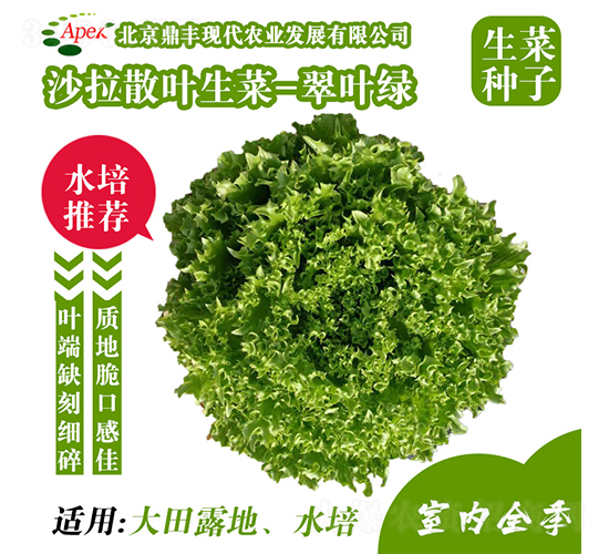 脆葉綠-生菜種子-鼎豐農(nóng)業(yè)