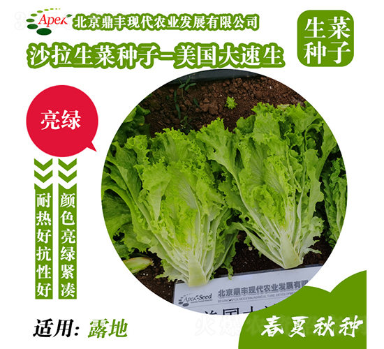 美國大速生-生菜種子-鼎豐農業(yè)