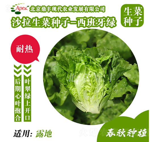 西班牙綠-生菜種子-鼎豐農(nóng)業(yè)