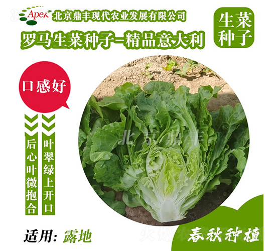 精品意大利-生菜種子-鼎豐農業(yè)