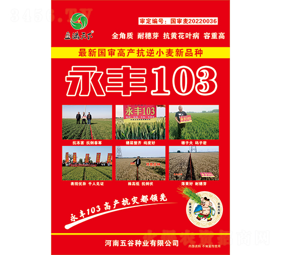 永豐103小麥種子-盈滿天下-五谷種業(yè)
