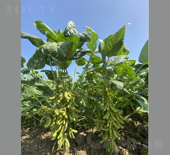 南豆24-大豆種子-神農(nóng)科技