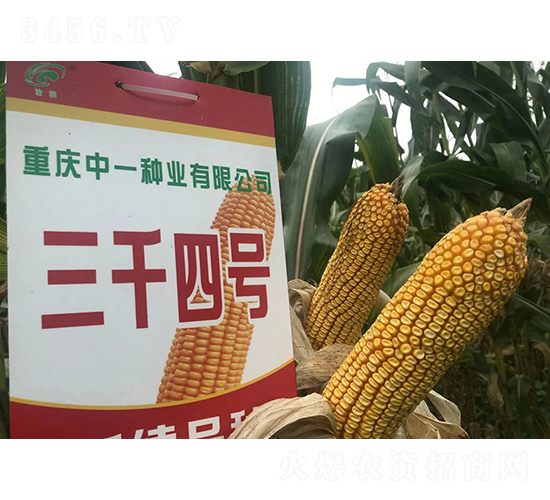 ��ǧ4̖��ɽ��С��ڣ�-���׷N��-���r(n��ng)�Ƽ�