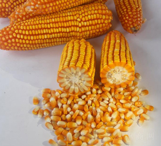 ������4̖-���׷N��-���r(n��ng)�Ƽ�