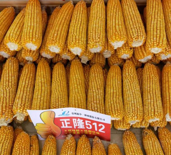 ��¡512-���׷N��-���r�Ƽ�