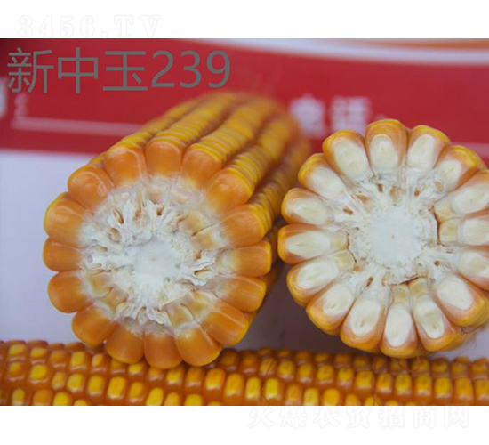 ������239-���׷N��-���r(n��ng)�Ƽ�