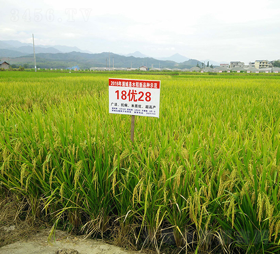 18��(y��u)28-ˮ���N��-���r(n��ng)�Ƽ�