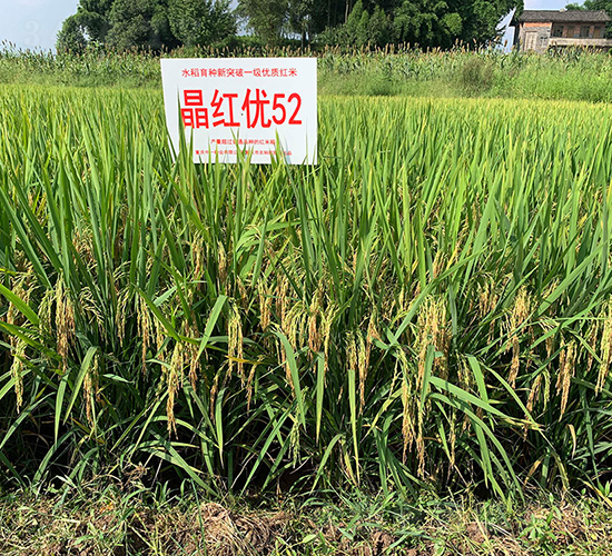 ���t��(y��u)52��һ�Ș˜ʵ���-ˮ���N��-���r(n��ng)�Ƽ�