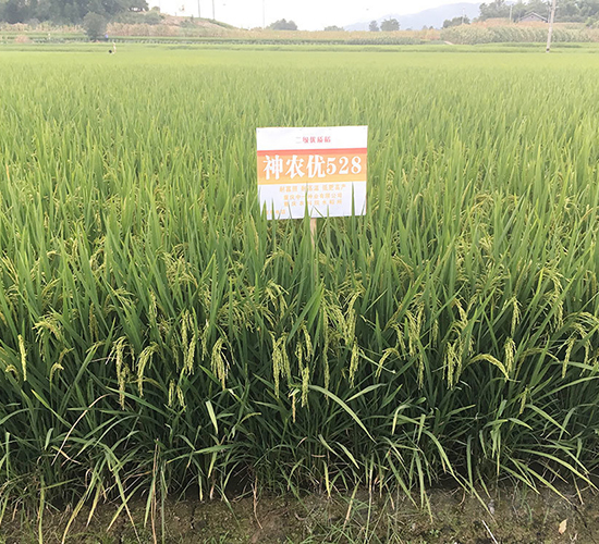 ���r(n��ng)5��(y��u)28���߳����ʃ�(y��u)�|(zh��)����-ˮ���N��-���r(n��ng)�Ƽ�