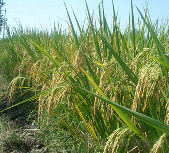 �׃�(y��u)5431���߮a(ch��n)��������(y��u)�|(zh��)Ʒ�N��-ˮ���N��-���r(n��ng)�Ƽ�