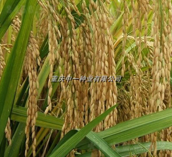 Q��(y��u)6̖(h��o)-ˮ���N��-���r(n��ng)�Ƽ�