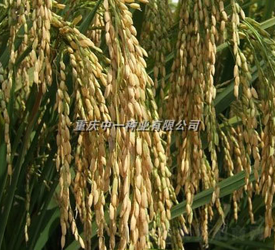 Q優(yōu)5號(hào)-水稻種子-神農(nóng)科技