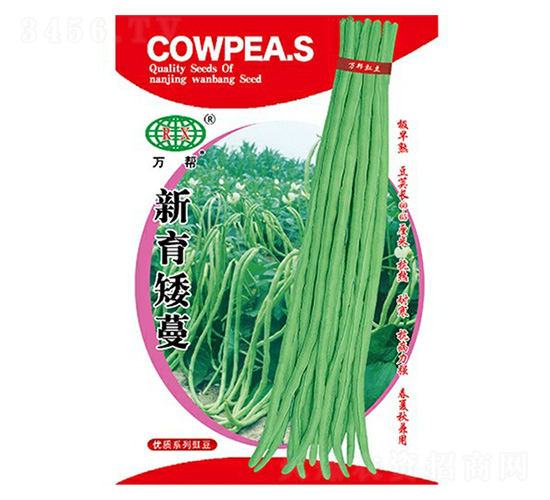 新育矮蔓豇豆種子-萬(wàn)邦種業(yè)