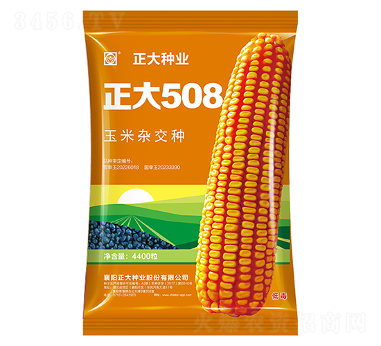 正大508-玉米種子-正大種業(yè)