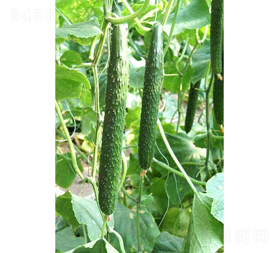 萬達(dá)C19-黃瓜種子-和潤(rùn)農(nóng)業(yè)