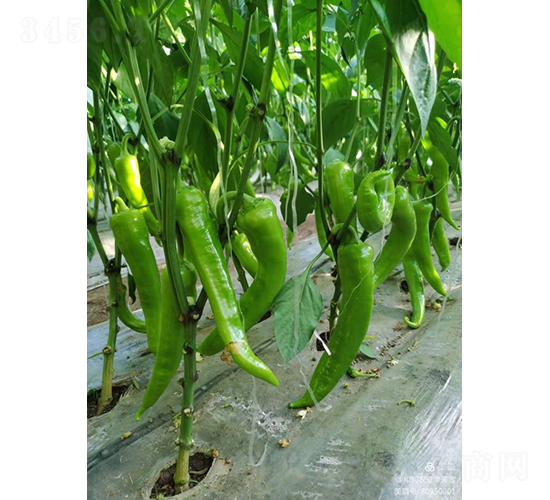 雪娜瑞-辣椒種子-和潤農(nóng)業(yè)
