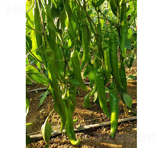 辣伙伴511-辣椒種子-和潤農(nóng)業(yè)
