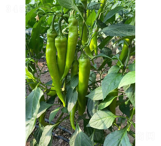 辣伙伴519-辣椒種子-和潤(rùn)農(nóng)業(yè)