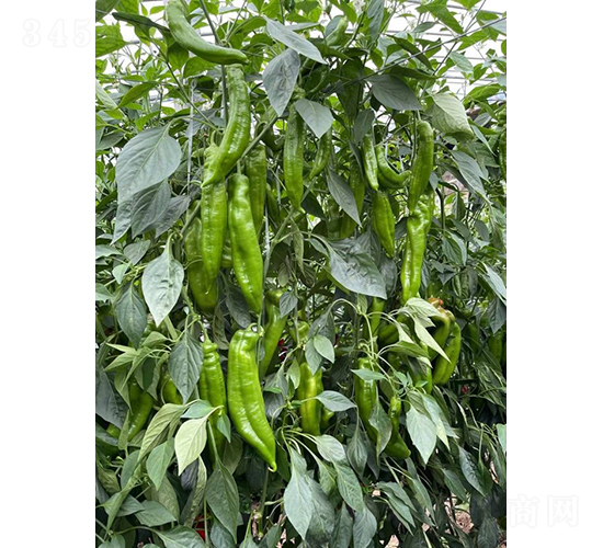 辣伙伴517-辣椒種子-和潤(rùn)農(nóng)業(yè)