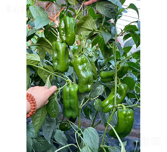 青椒5657-辣椒種子-和潤(rùn)農(nóng)業(yè)