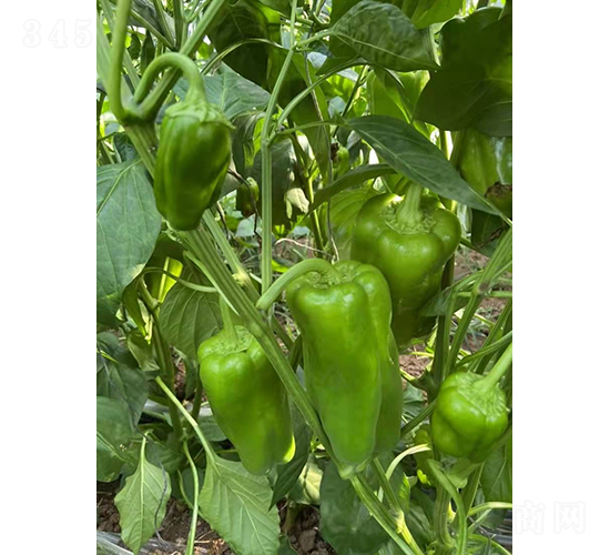 凌寒-辣椒種子-和潤(rùn)農(nóng)業(yè)