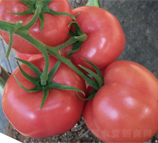 �͝�(r��n)�W�؃�(y��u)-���ѷN��-�͝�(r��n)�r(n��ng)�I(y��)