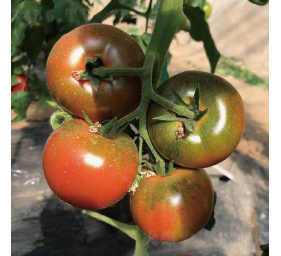 ��ݮ����-���ѷN��-�͝�(r��n)�r(n��ng)�I(y��)