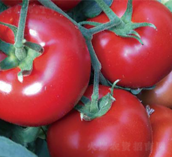 �hķ�t�\(y��n)-���ѷN��-�͝��r(n��ng)�I(y��)