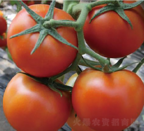 ˼ؐ��-���ѷN��-�͝�(r��n)�r(n��ng)�I(y��)