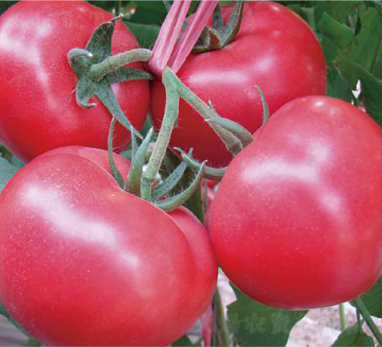 �hķ��̖-���ѷN��-�͝��r(n��ng)�I(y��)