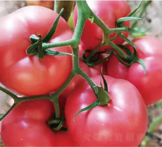 ̩��9̖-���ѷN��-�͝��r(n��ng)�I(y��)