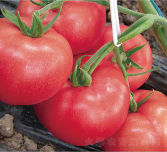 �hķ1355-���ѷN��-�͝�(r��n)�r(n��ng)�I(y��)