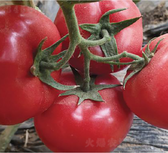 �hķ1300-���ѷN��-�͝��r(n��ng)�I(y��)