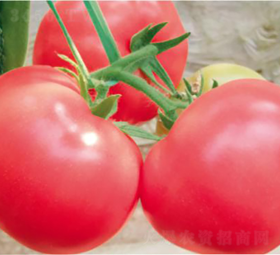 ������FA2177-���ѷN��-�͝��r(n��ng)�I(y��)