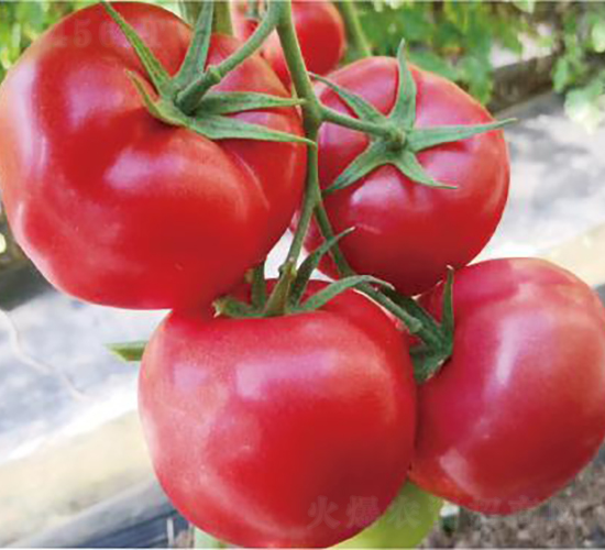 ������2137-���ѷN��-�͝�(r��n)�r(n��ng)�I(y��)