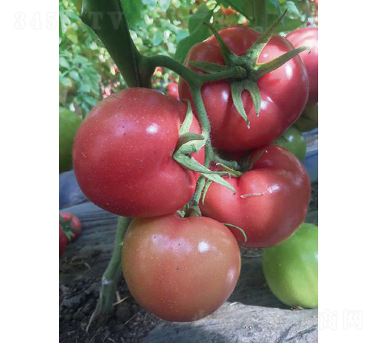 �hķ059-���ѷN��-�͝��r(n��ng)�I(y��)