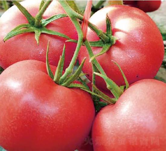 �hķ1319-���ѷN��-�͝�(r��n)�r(n��ng)�I(y��)