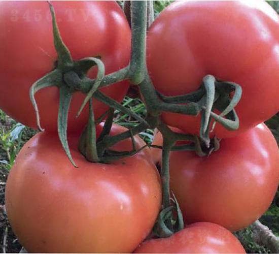 ̩��508-���ѷN��-�͝��r(n��ng)�I(y��)