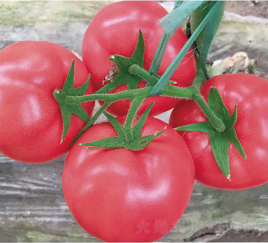 漢姆1601-番茄種子-和潤農(nóng)業(yè)