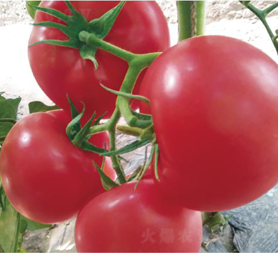 漢姆077-番茄種子-和潤(rùn)農(nóng)業(yè)