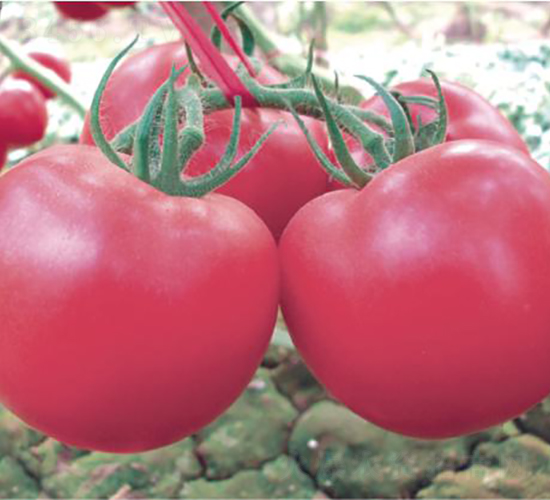 漢姆七號(hào)-番茄種子-和潤農(nóng)業(yè)